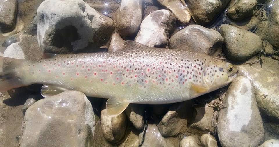 Fly Fishing Holidays in the Southern French Alps Undiscovered Mountains